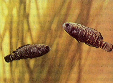 Сине-черная элассома (Elassoma evergladei)