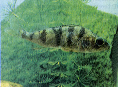 Обыкновенный окунь (Perca fluviatilis)
