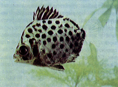 Крапчатый аргус (Scatophagus argus) — малек