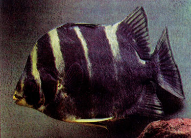 Четырехполосый скатофаг (S. tetracanthus)