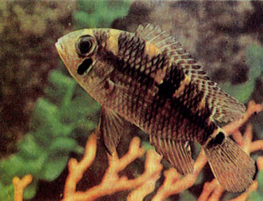 Акара Мета (A. metae)