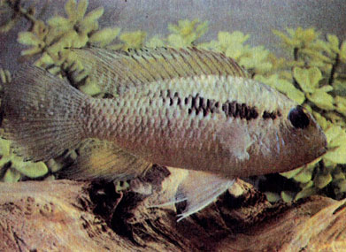 Перуанская акара Копе (В. Syspilus)