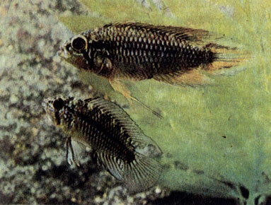 Красная форма апистограммы Агассиза (Apistogramma agassizi var.) и апистограмма Линке (A. linkei)