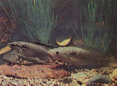 Златоточечная креницихла (Crenicichla saxatilis) 