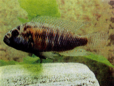 Астатотиляпия Бертона (Astatotilapia burtoni)