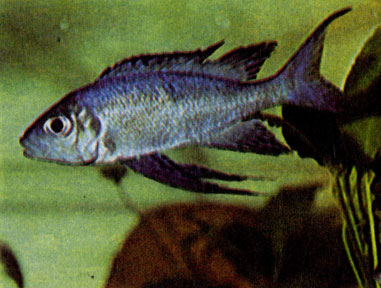 Самец голубой принцессы (Cyathopharynx furcifer) 
