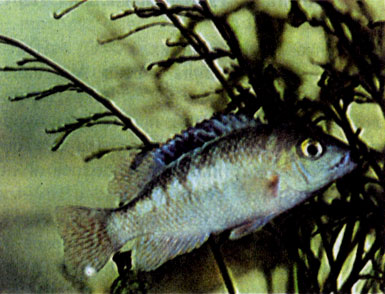 Бирюзовая цихлазома (С. coerulea sp. nov.)