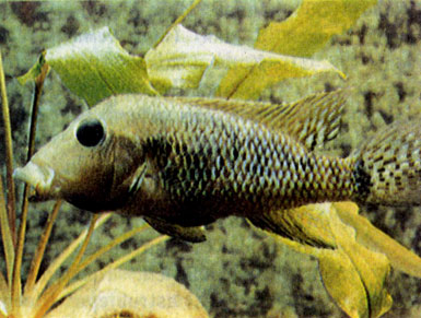 Львиноголовый геофаг (Geophagus steindachneri) 