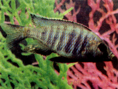 Трехпятнйстая циртокара (Cyrtocara trimaculata)