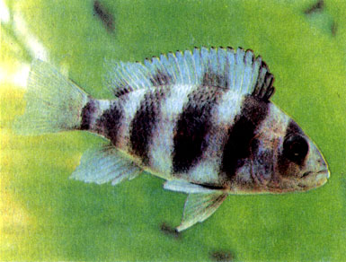 Лобастая цифотиляпия — зебра (Cyphotilapia frontosa)