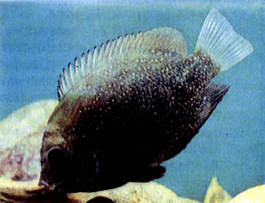Полосатый этропл (Etroplus suratensis)