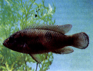Однопятнистый хемихром (Hemichromis cristatus)