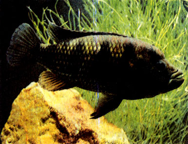 Самец полосатого хромиса (Н. fasciatus)