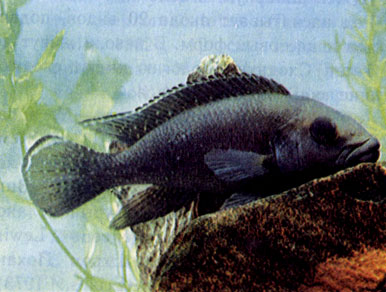 Перламутровый лампролог (N. tetracanthus)