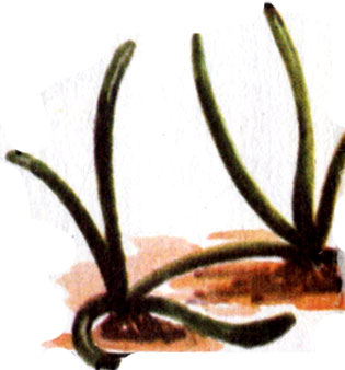 Прибрежник одноцветковый