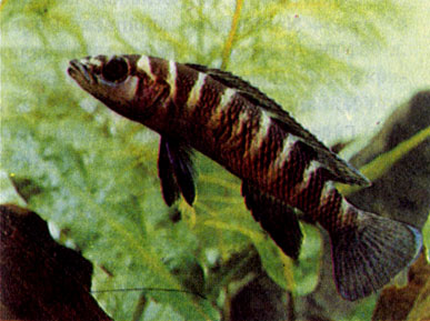 Изящный, или цилиндрический, лампролог (N. Cylindricus)