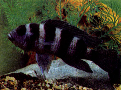Пятиполосый лампролог (N. Tretocephalus) 