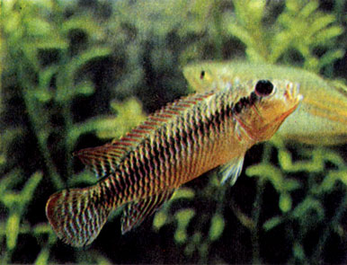Оранжевый нанохром (Nanochromis dimidiatus)