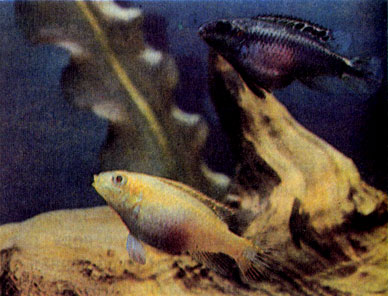 Самки цихлиды-попугая (Pelvicachromis pulcher var.)