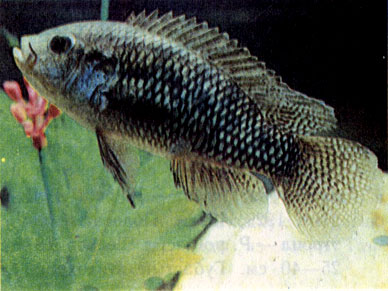 Тисия Анзорга (Thysia ansorgii)