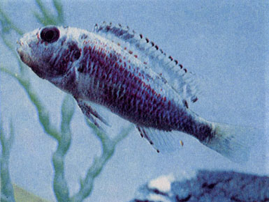 Красноштриховый симохром (Simochromis pleurospilus) 