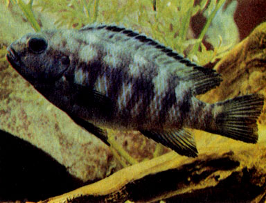 Изменчивый псевдотрофеус (P. Tropheops) 