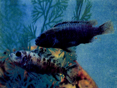 Иодотрофеус (Iodotropheus sprengerae) и пегая самка псевдотрофеуса зебры 