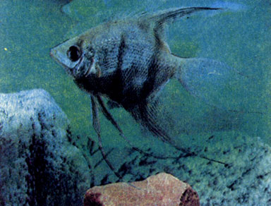 Скалярия Дюмериля (Pterophyllum dumerilii) 