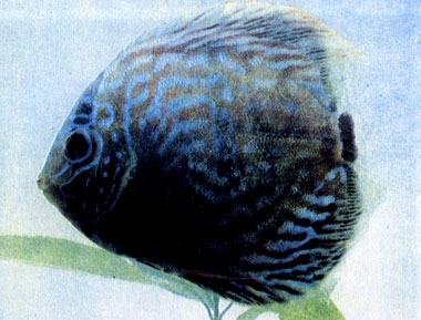 Красный дискус (Symphysodon aeq. aequifasciata var.) 