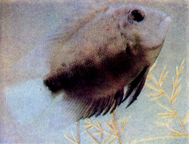 Клинопятнистая цихлида (Uaru amphiacanthoides var.) 
