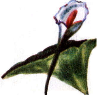 Калла эфиопская