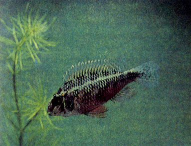 Пунктирная креникара (Crenicara punctulata)