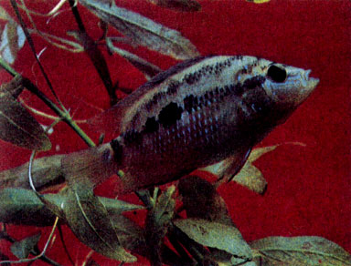 Цихлазома Сальвина (Cichlasoma salvini) 