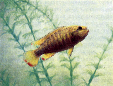 Филандер (Pseudocrenilabrus philander dispersus)