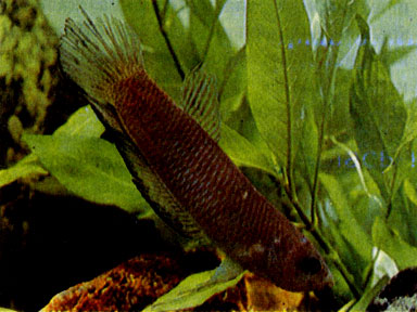 Трехполосый петушок (Betta fasciata) 