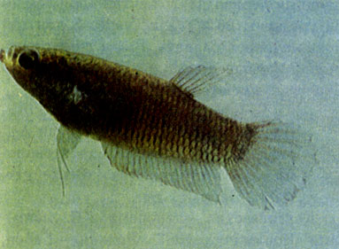 Яванский петушок (Betta picta)