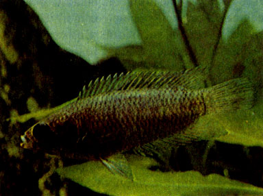 Малек восьмиполосой ктенопомы (С. fasciolatum)