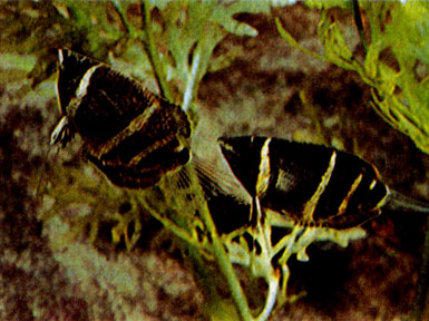 Шоколадный гурами (Sphaerichthys osphromenoides) 