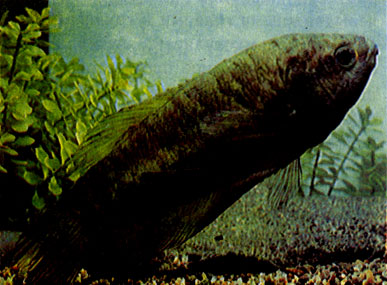 Бурый гурами (Trichogaster pectoralis) 