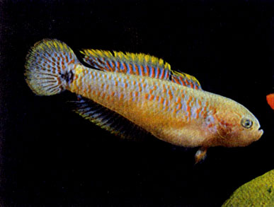 Ковровый элеотр (Tateurndina ocellicauda)
