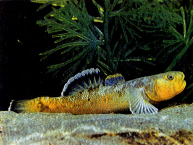 Красивоплавничный бычок (Chlamidogobius eremius) 