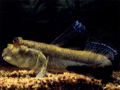 Илистый прыгун (Periophthalmus barbarus)