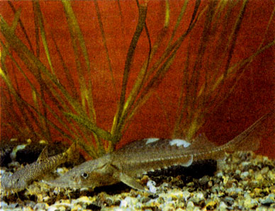 Амударьинский голец (Noemacheilus oxianus) и сибирский осетр (Acipenser baeri)