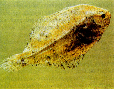 Простой ахир, или мексиканский язык (Achirus mazatlanus)