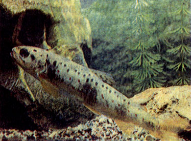 Ручьевая форель (Salmo trutta)