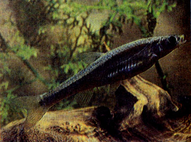 Алтайский осман (Oreleuciscus potanini) 