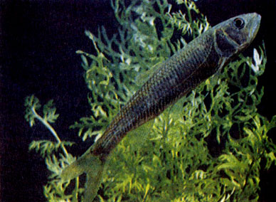 Троегуб (Opsariichthys uncirostris amurensis)