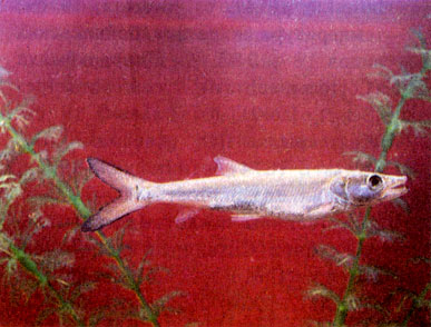 Желтощек (Elopichthys bambusa)