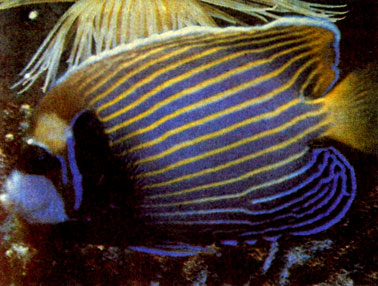 Рыба-император (Pomacanthus imperator)