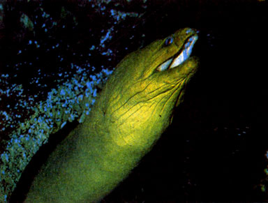 Желтая мурена (Gymnothorax funebris) 